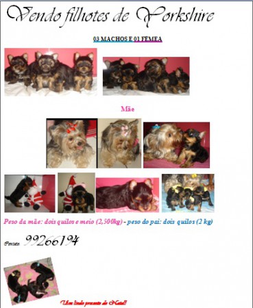 VENDO FILHOTES YORKSHIRE